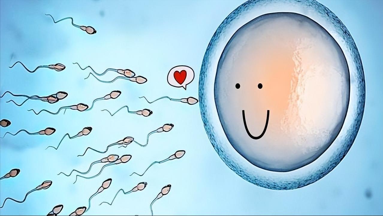 孕囊胎心胎芽多长时间可以看到,孕囊小但是有胎心胎芽还有希望吗