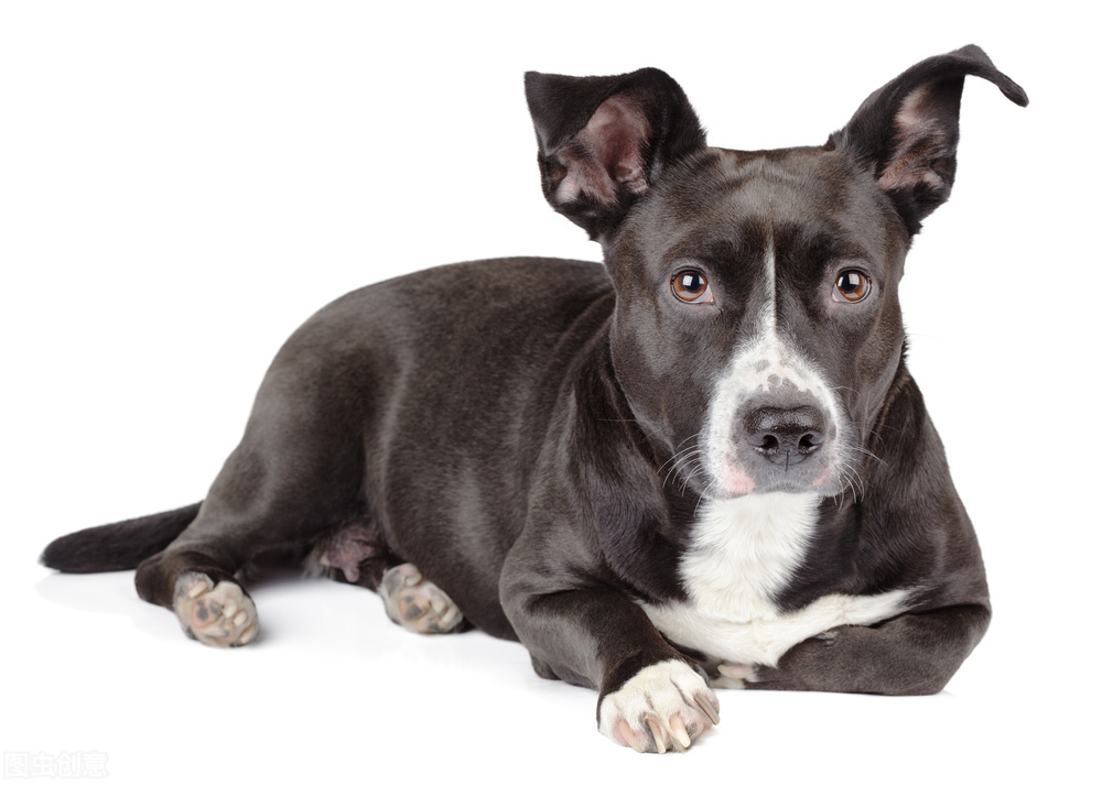 脾气好到爆的六种狗狗你喜欢哪种,狗狗有这7种表现证明你养得很好