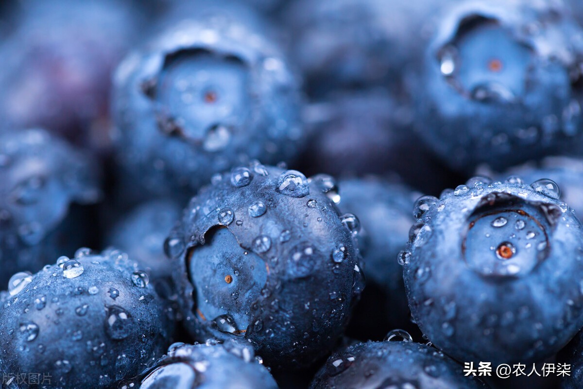 进口国产水果,国内水果跟进口水果竞争