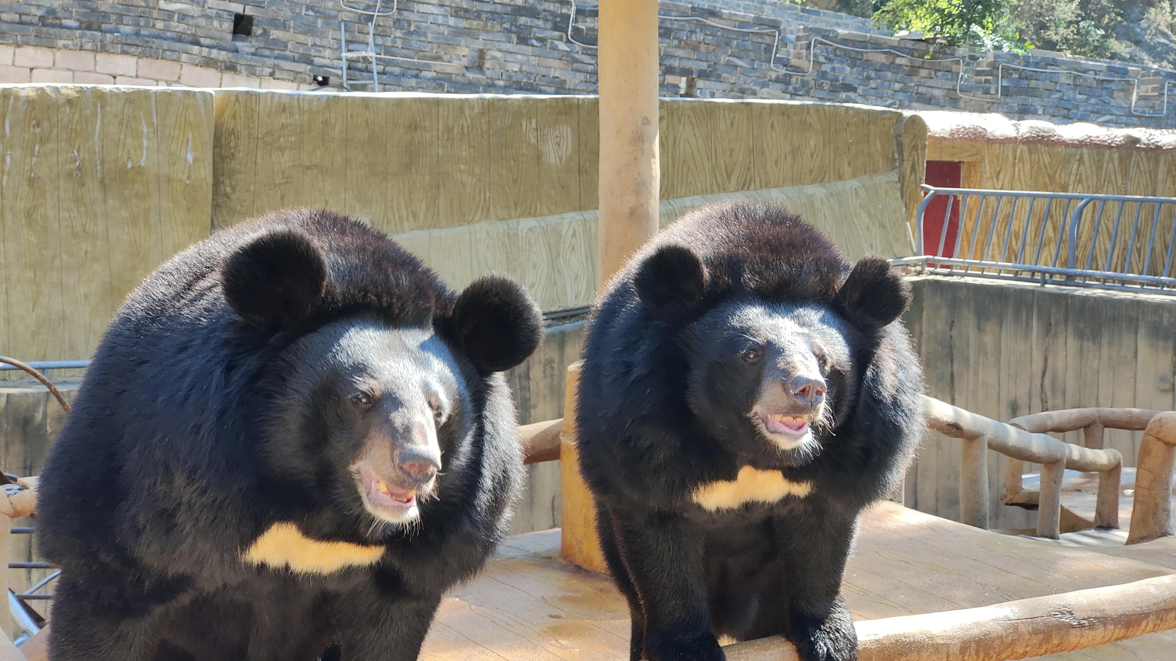 万里长城八达岭长城介绍,导游介绍八达岭长城的导游词