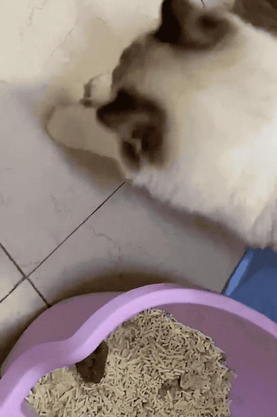 你以为你养的中华田园猫,家里养了中华田园猫