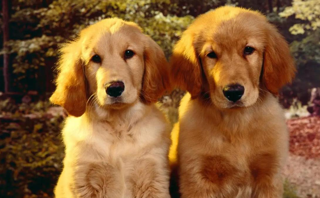 奉劝新手养狗别选这6种狗狗,养狗知识大全适合养什么样的狗狗