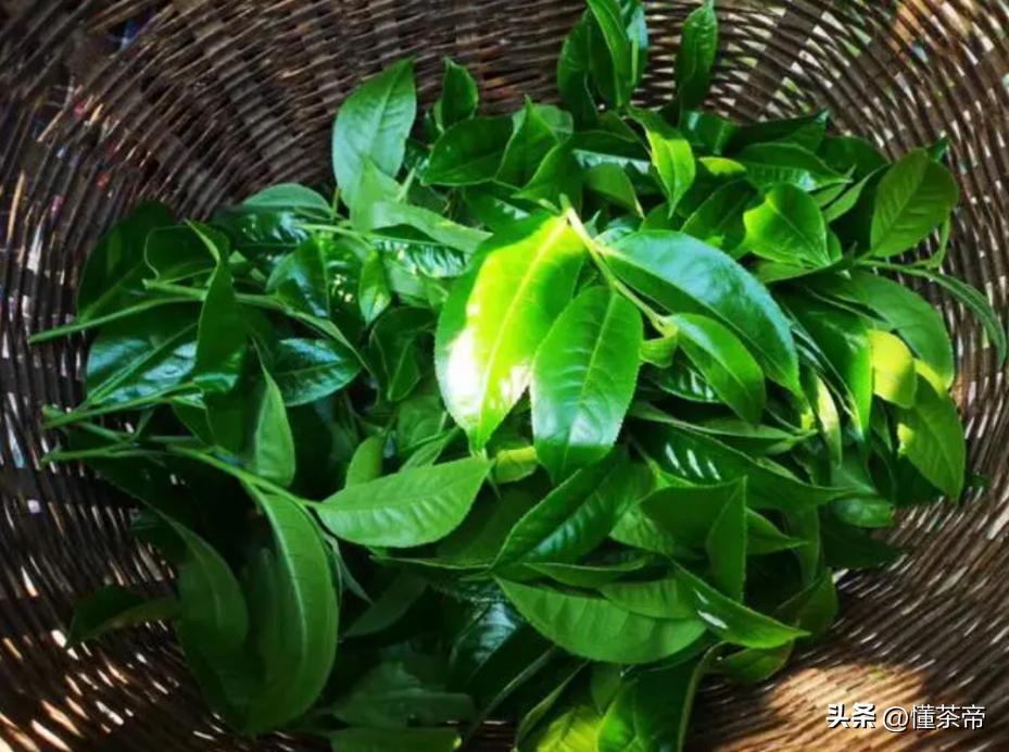 最贵的普洱茶是老班章吗,10年以上老班章普洱茶值多少钱