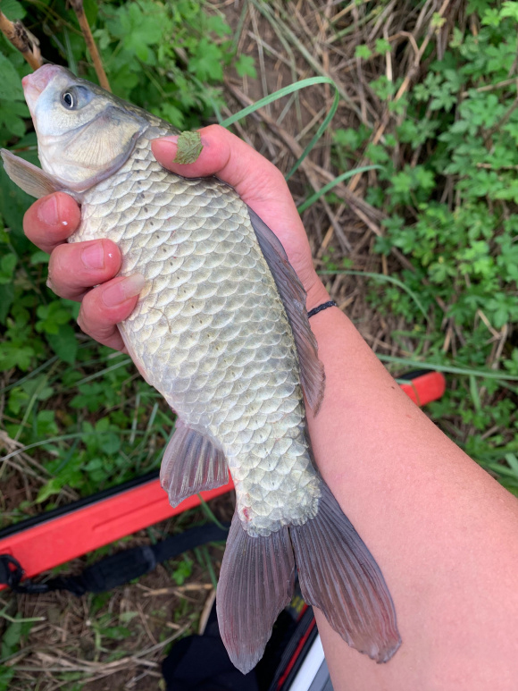 野钓饵料和窝料不是一个味道,野钓窝料浓腥