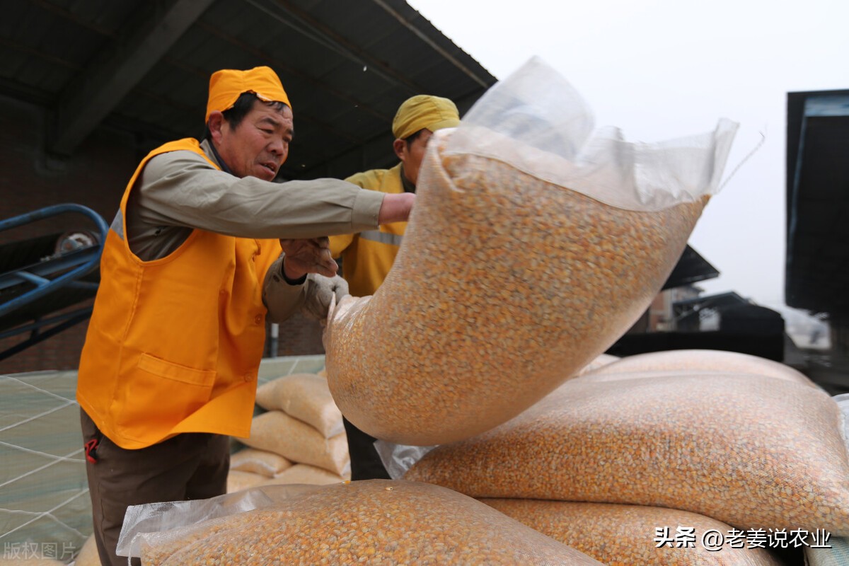 玉米价格今日能反弹吗,玉米价格或迎来大跌