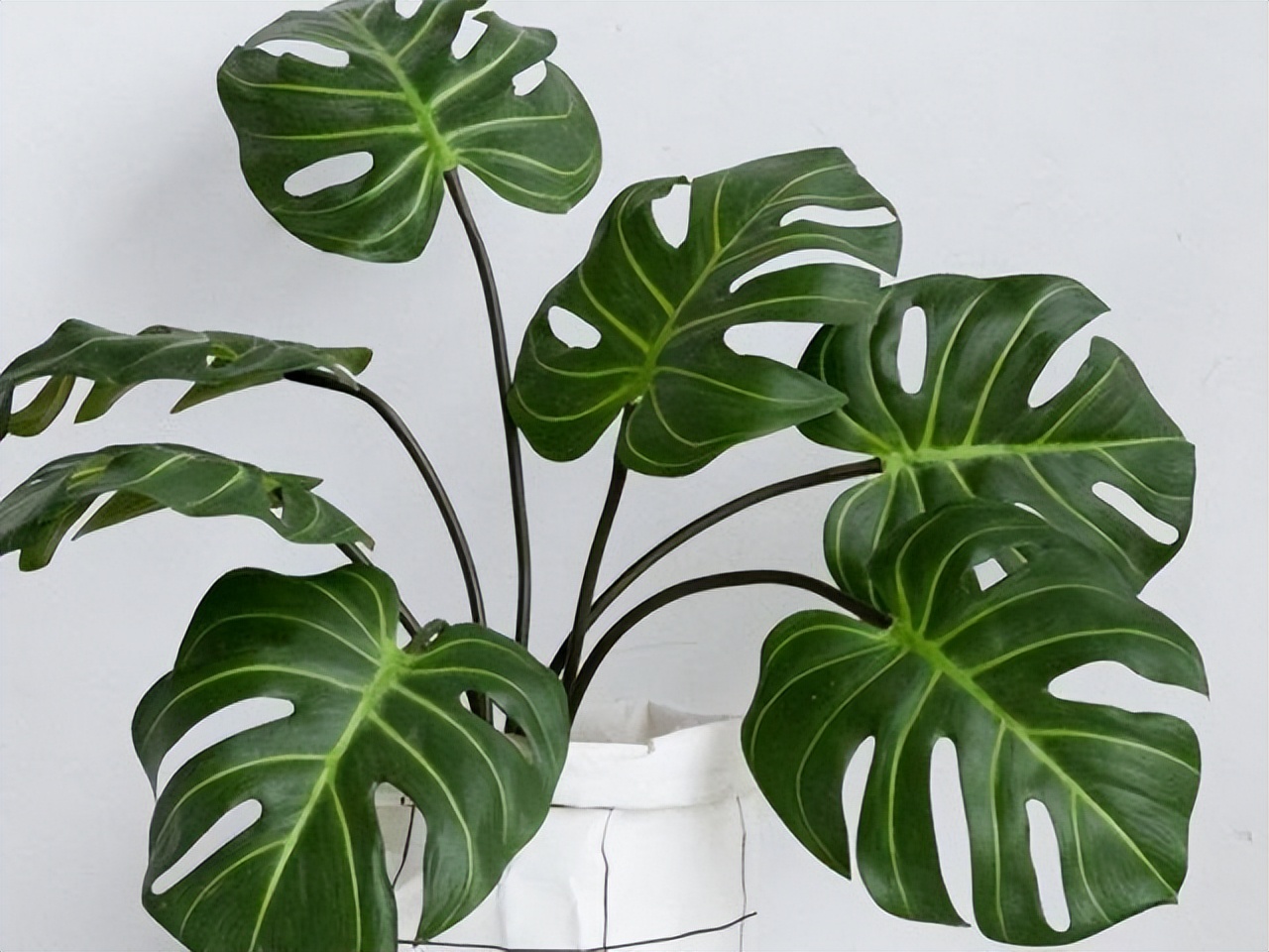 多肉植物能够吸附甲醛,多肉植物有吸甲醛功效吗