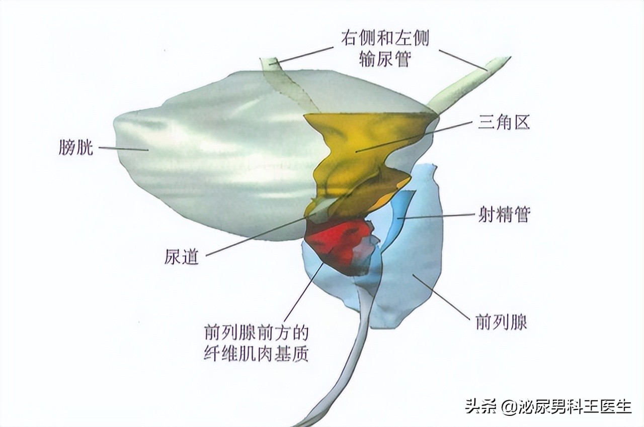 前列腺癌晚期骨转移症状有哪些,前列腺癌晚期患者临终前15个症状