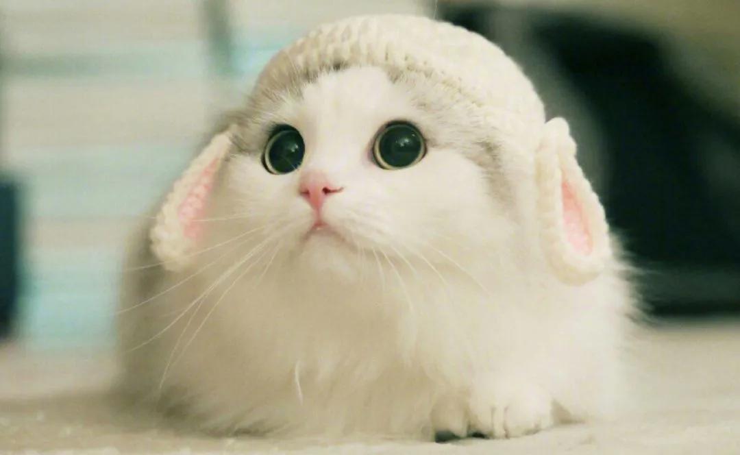 养猫劝退指南看完你还想养猫吗,冲动养猫有什么后果