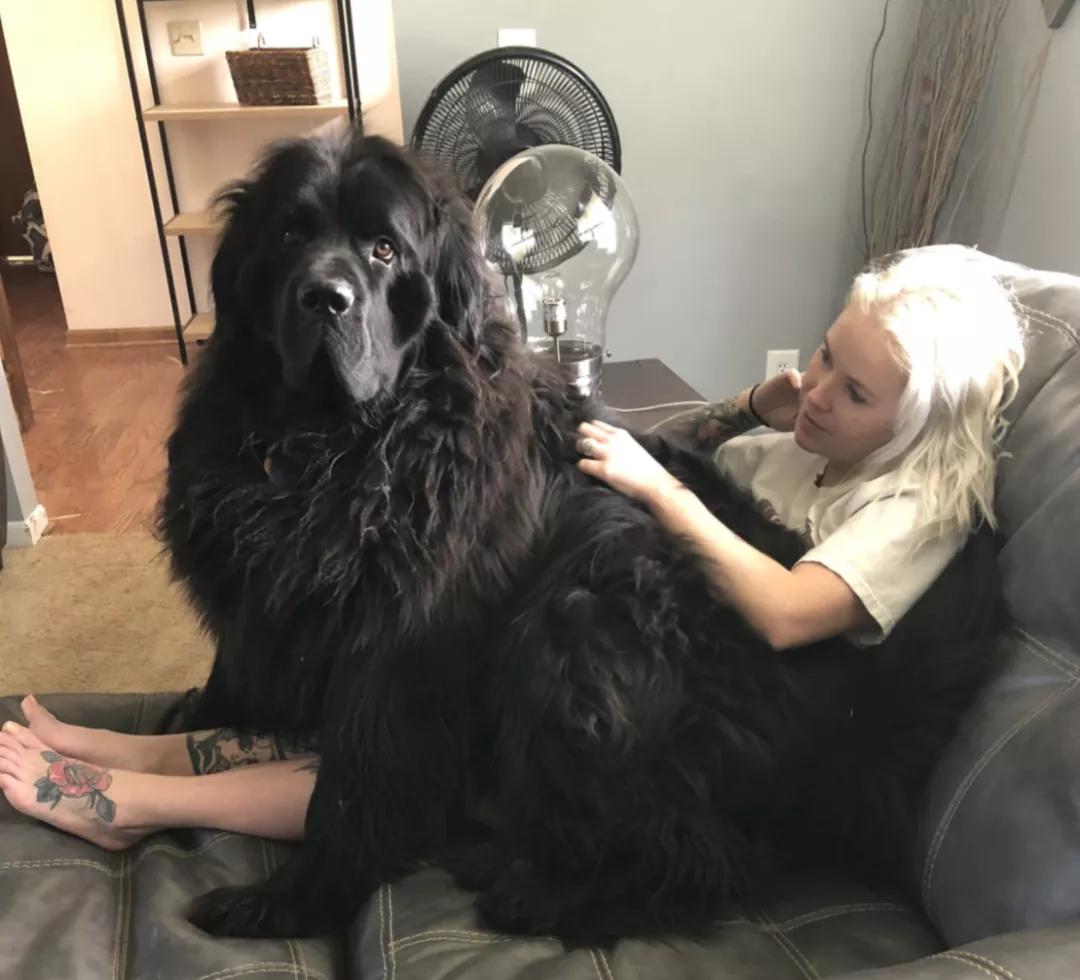 小黄狗长大的过程,小黄狗长大过程