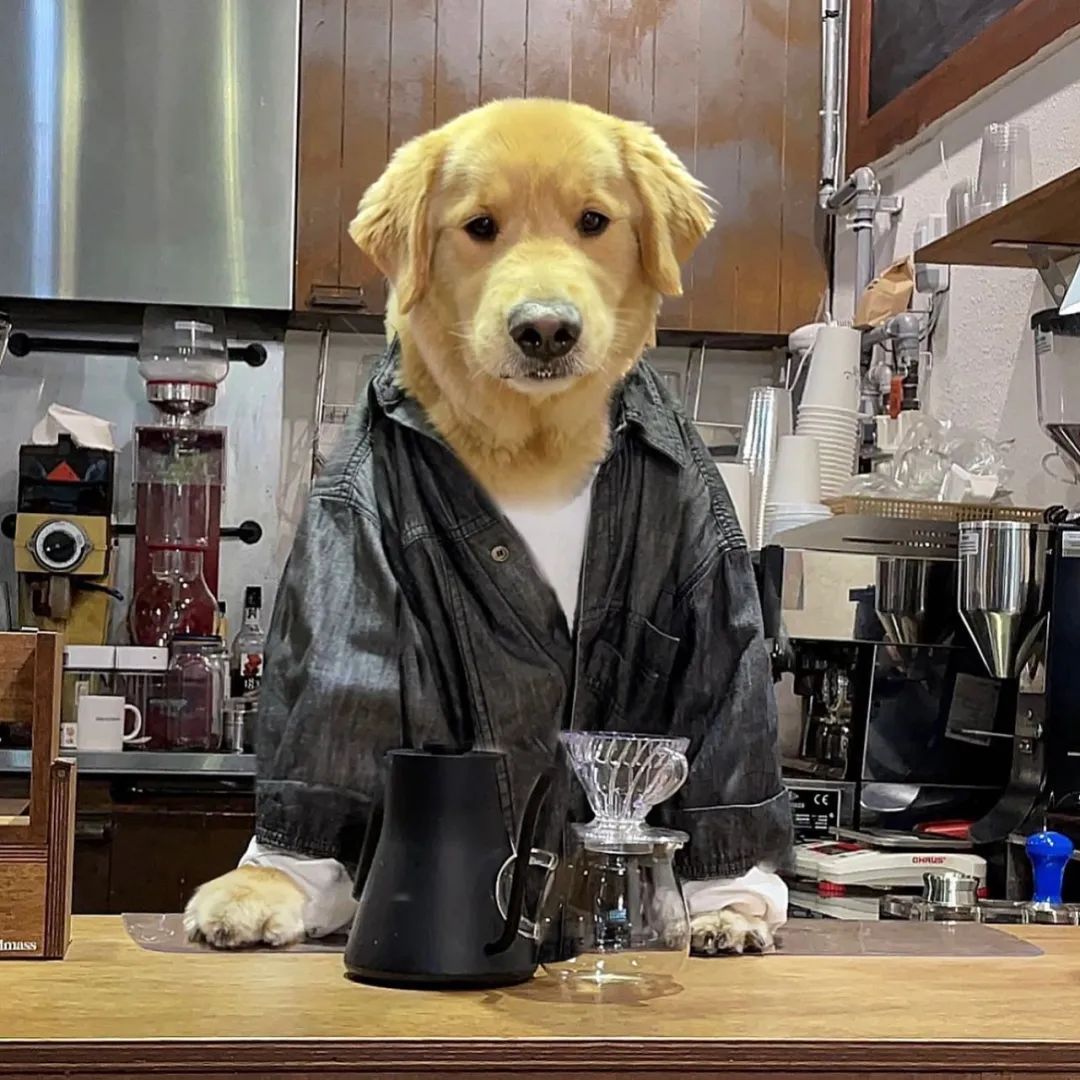 网友去喝咖啡，一进门吓一跳，店员竟然是只大金毛！