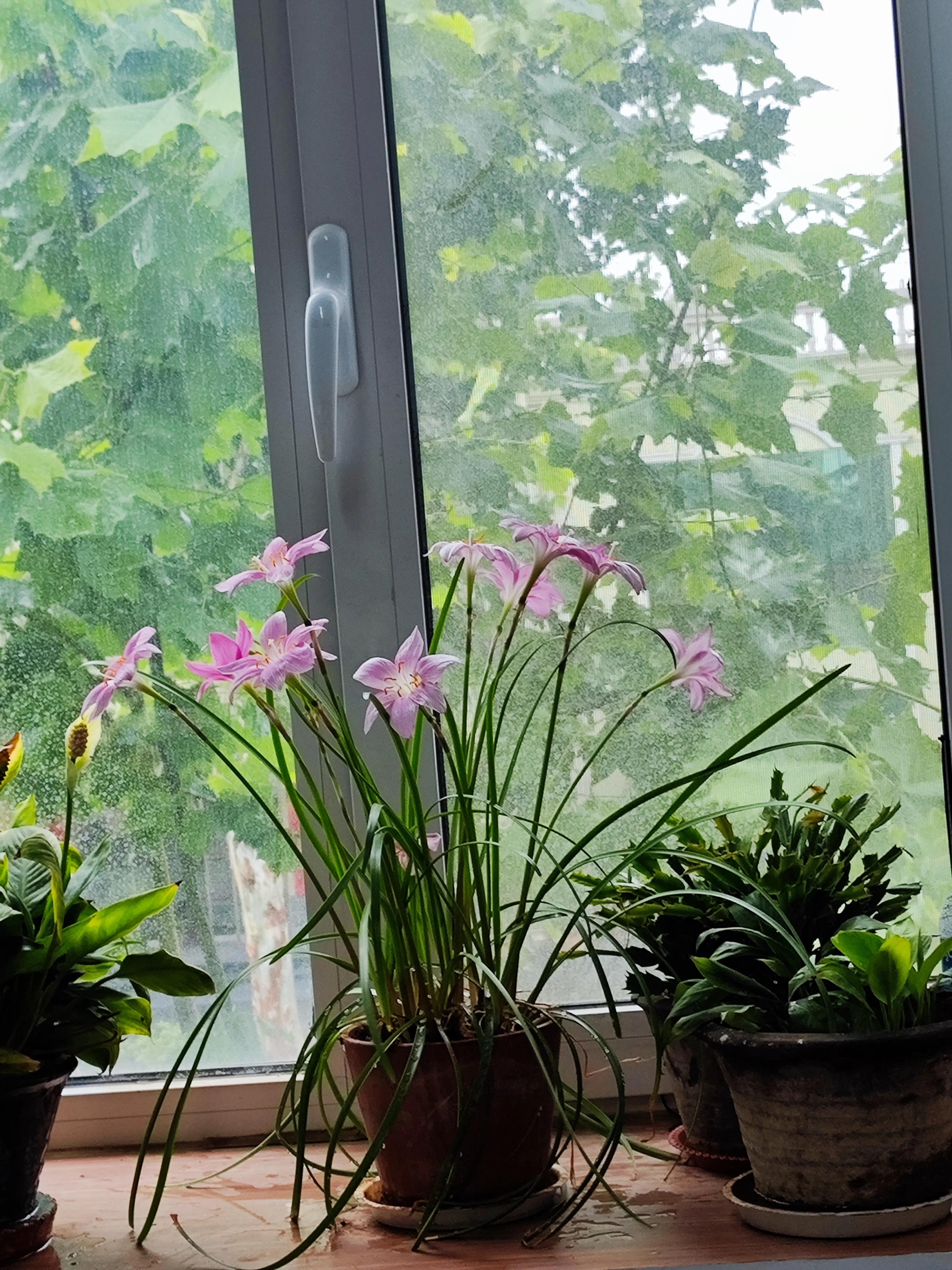 养花不只是欣赏花盆也很重要,养花不只有花开