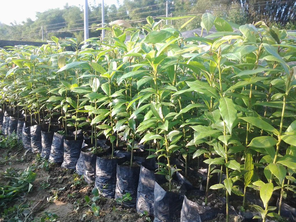 金丝楠木有多贵树苗才12元一棵,金丝楠木树一棵苗多少价格