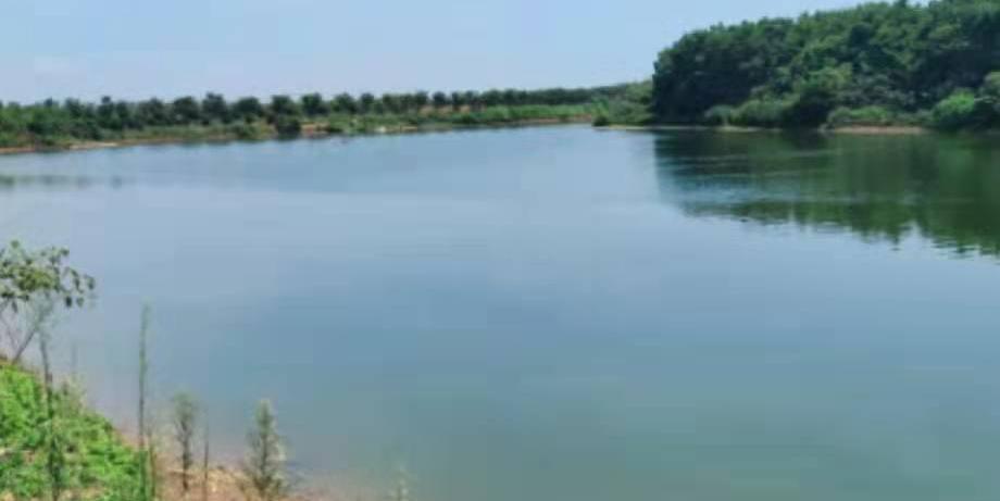 鳗鱼身上的指环虫怎么去除,指环虫对鳗鱼有伤害吗