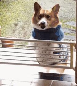 狗狗过于肥胖怎么减肥,帮助狗狗减肥的最佳方法