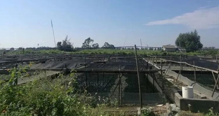 牛蛙养殖新政策,牛蛙养殖有什么风险