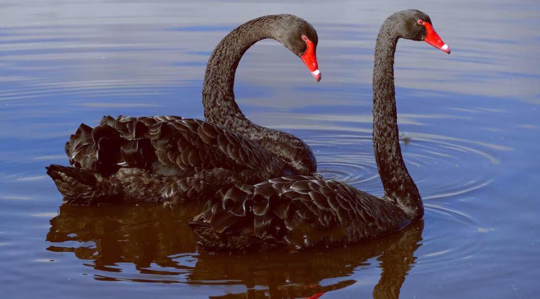 黑天鹅出现了？韦伯望远镜发现6个“不该存在的星系”