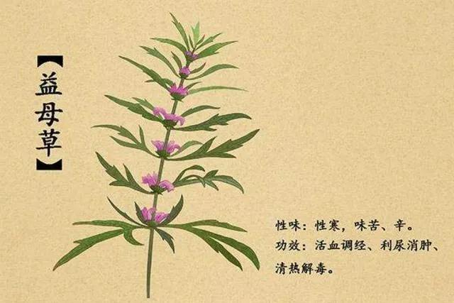 益母草是妇科圣药,妇女之友益母草功效