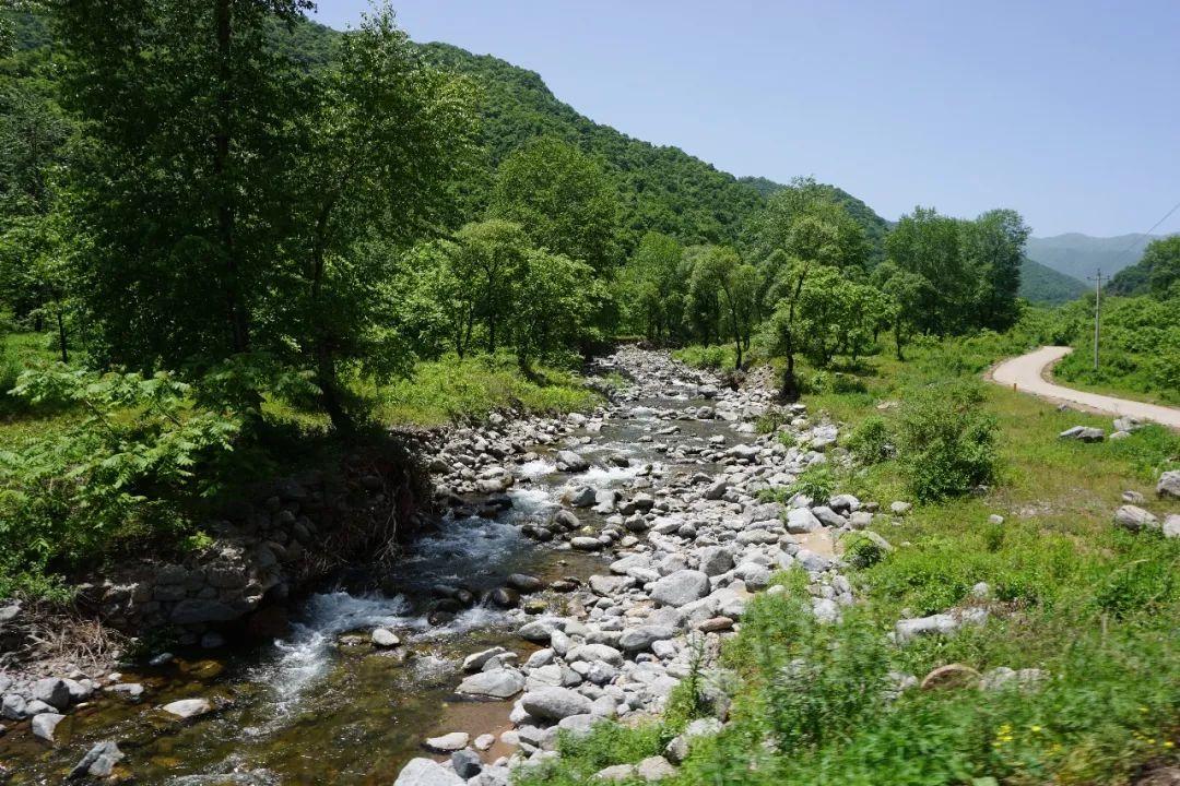 秦岭细鳞鲑是不是白条鱼,秦岭大量细鳞鲑逆流而上