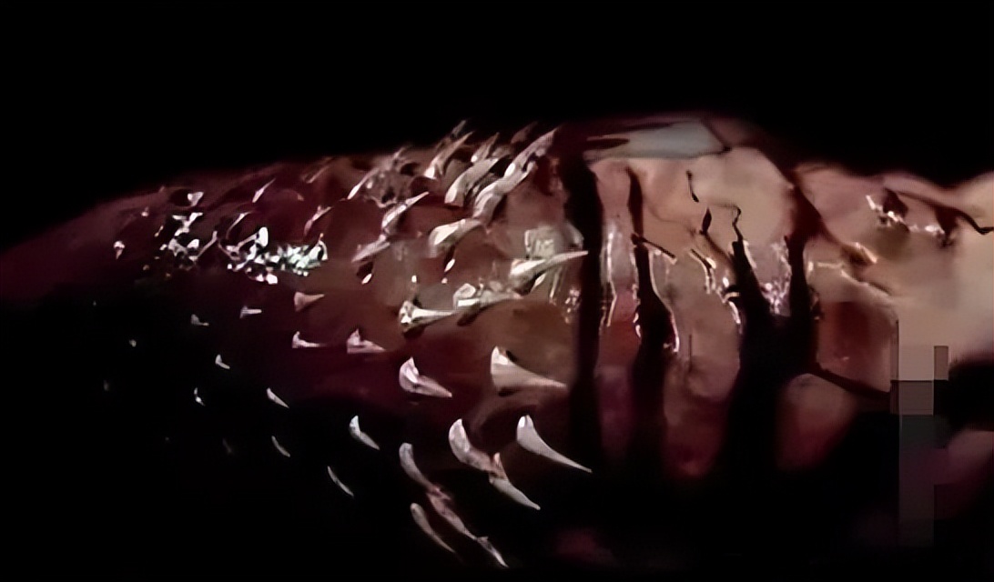 猫咪临死前叫声很响亮是什么原因,猫咪为什么会有很大的喘息声