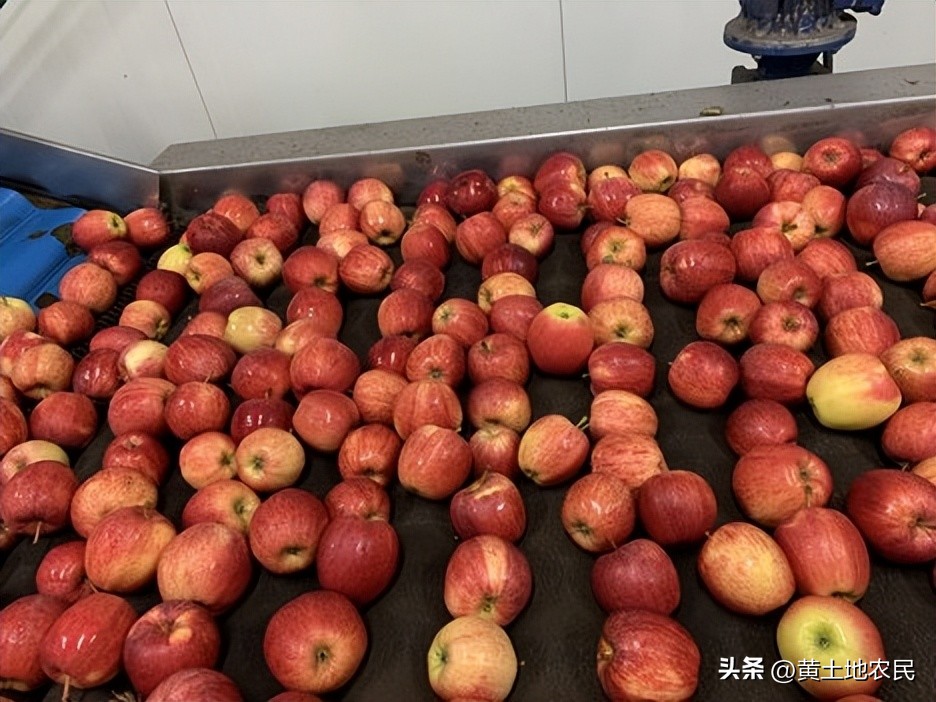 亚洲对波兰苹果的需求增加