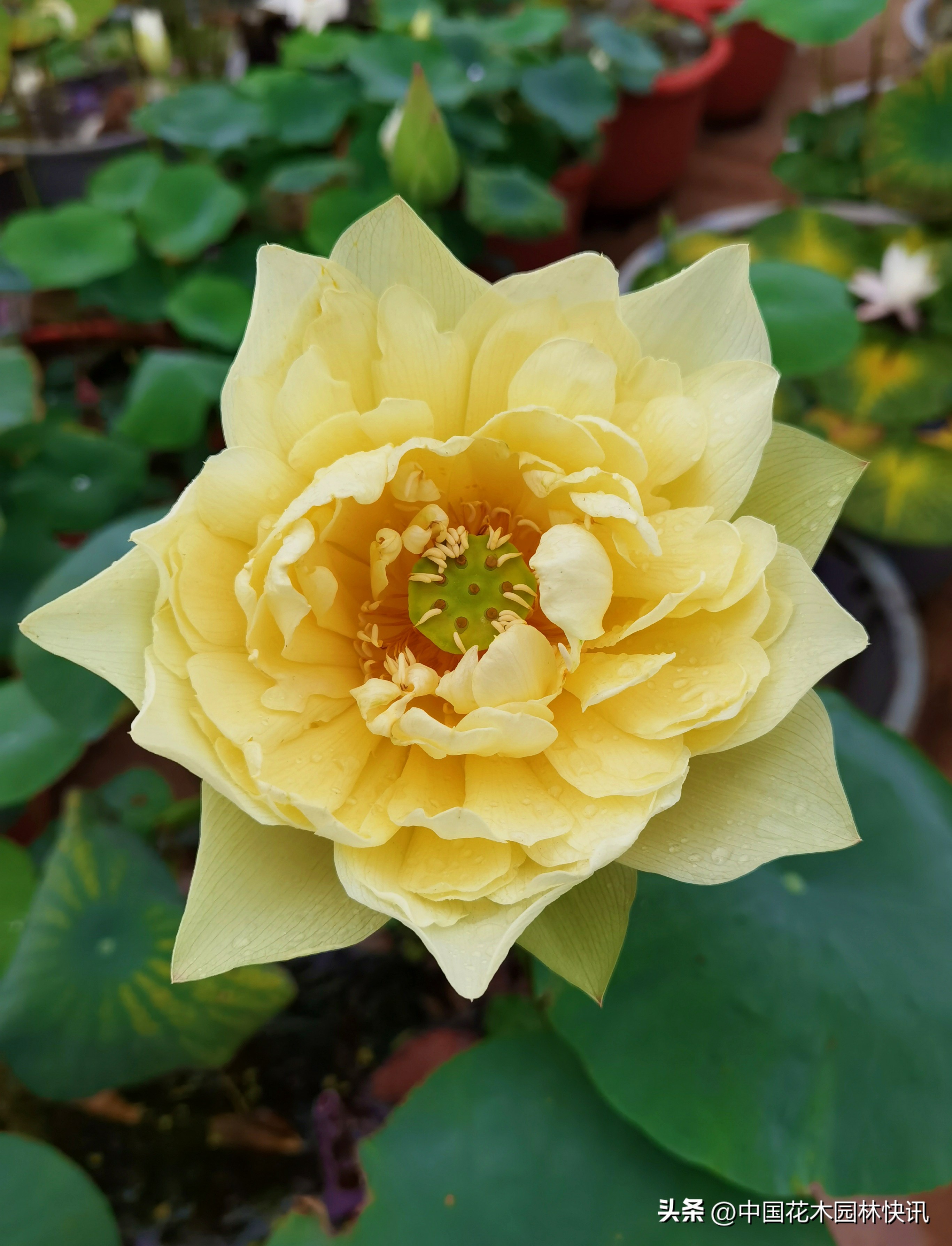 在校大学生跨界育成睡莲新品种获国际登录