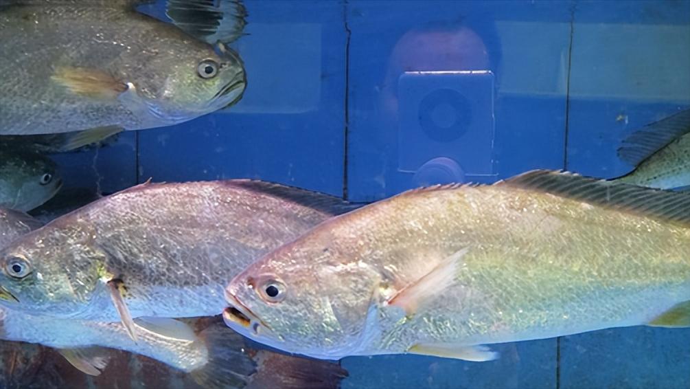 如何做好水产海鲜生意,海鲜店开店流程及费用