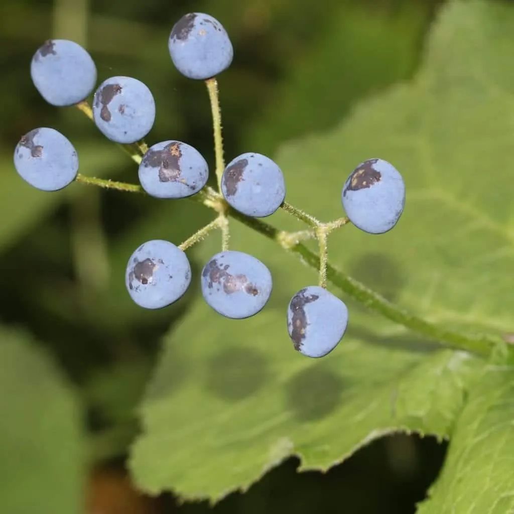 山荷叶·开在山间的魔法精灵，滴落的雨水能让她变得水晶般透明