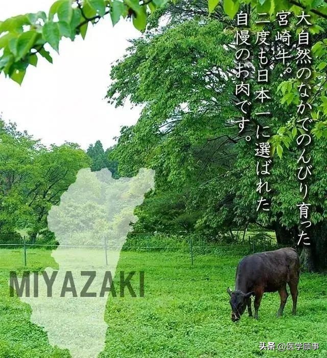 世界高端牛肉品牌,世界牛肉品牌排行榜前十名