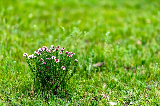 王羲之狼毒帖释文,王羲之狼毒