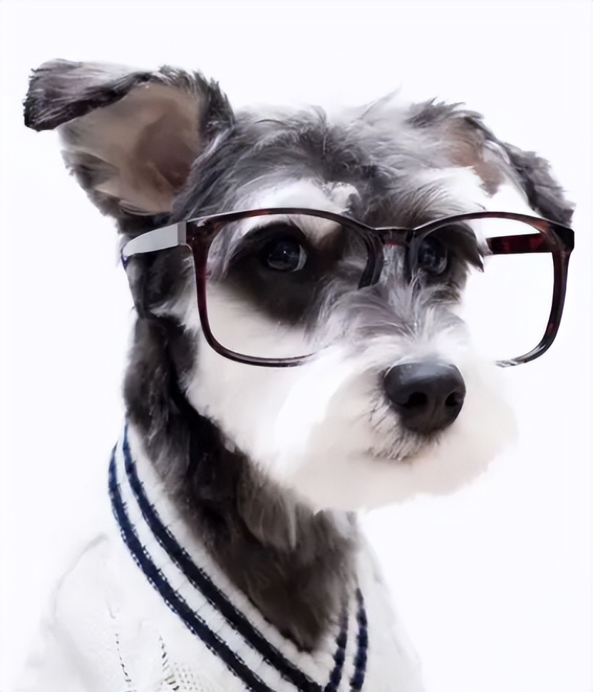 哪种狗最好养又省钱又可爱,什么狗好养还不掉毛还不贵