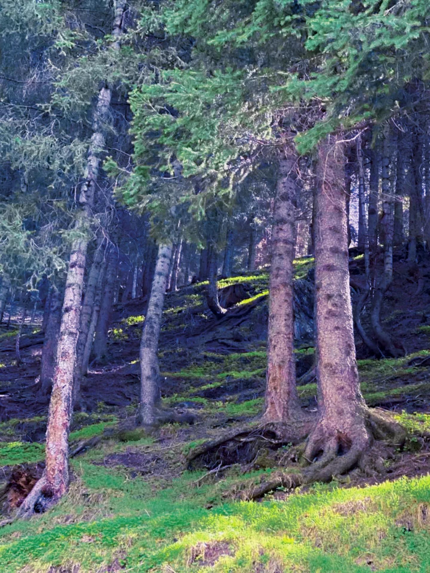 乌鲁木齐南山出游注意事项,去乌鲁木齐南山需要带什么东西