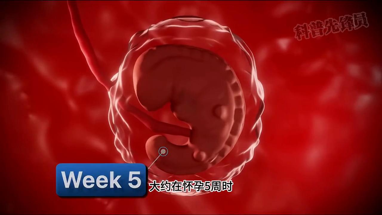 一个视频看完怀孕的整个过程#胎儿