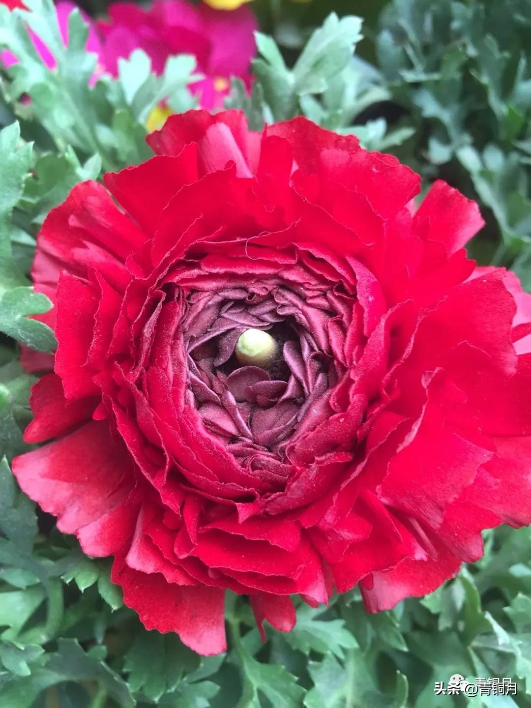 郭小川甘蔗林青纱帐原文赏析,郭小川青纱帐甘蔗林创作背景