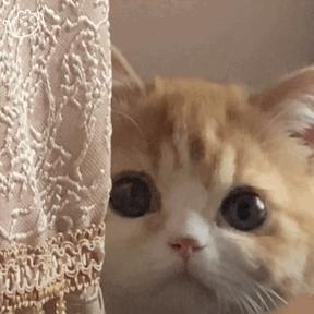 当“西融”遇上“北跨”，谁更胜一筹？