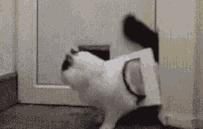 猫咪晚上总是想进卧室,猫咪大晚上总是钻沙发底下怎么办