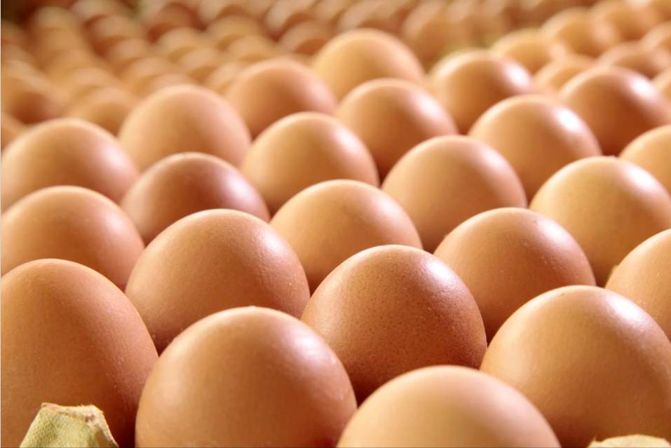蛋鸡隔窝下蛋怎么办,蛋鸡隔窝蛋挺多怎么回事