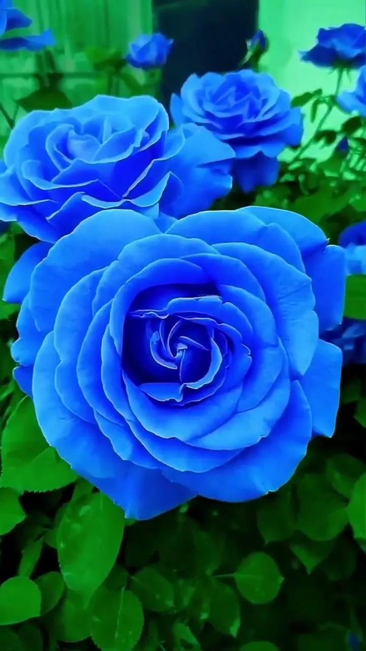 蓝色妖姬代表什么,蓝色妖姬于荣光版