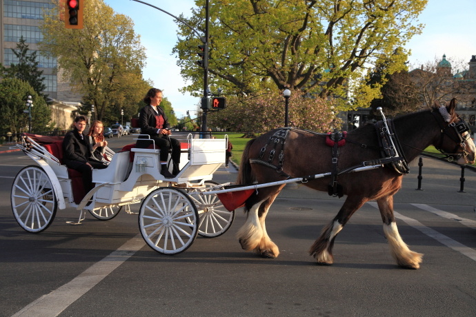 加拿大温哥华岛游记,温哥华维多利亚岛攻略