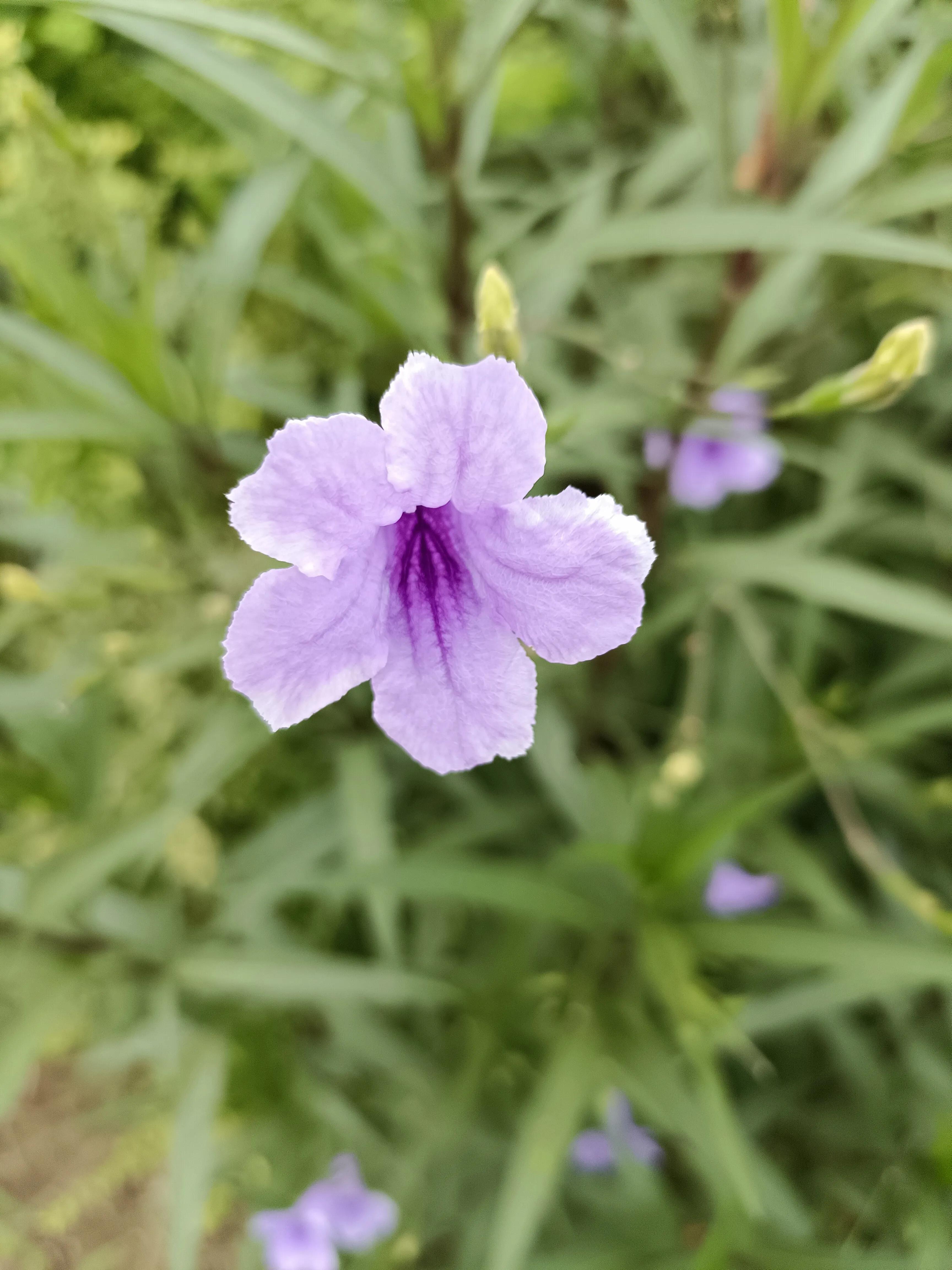 严厉的老师作文,严厉的老师好还是温柔的老师好