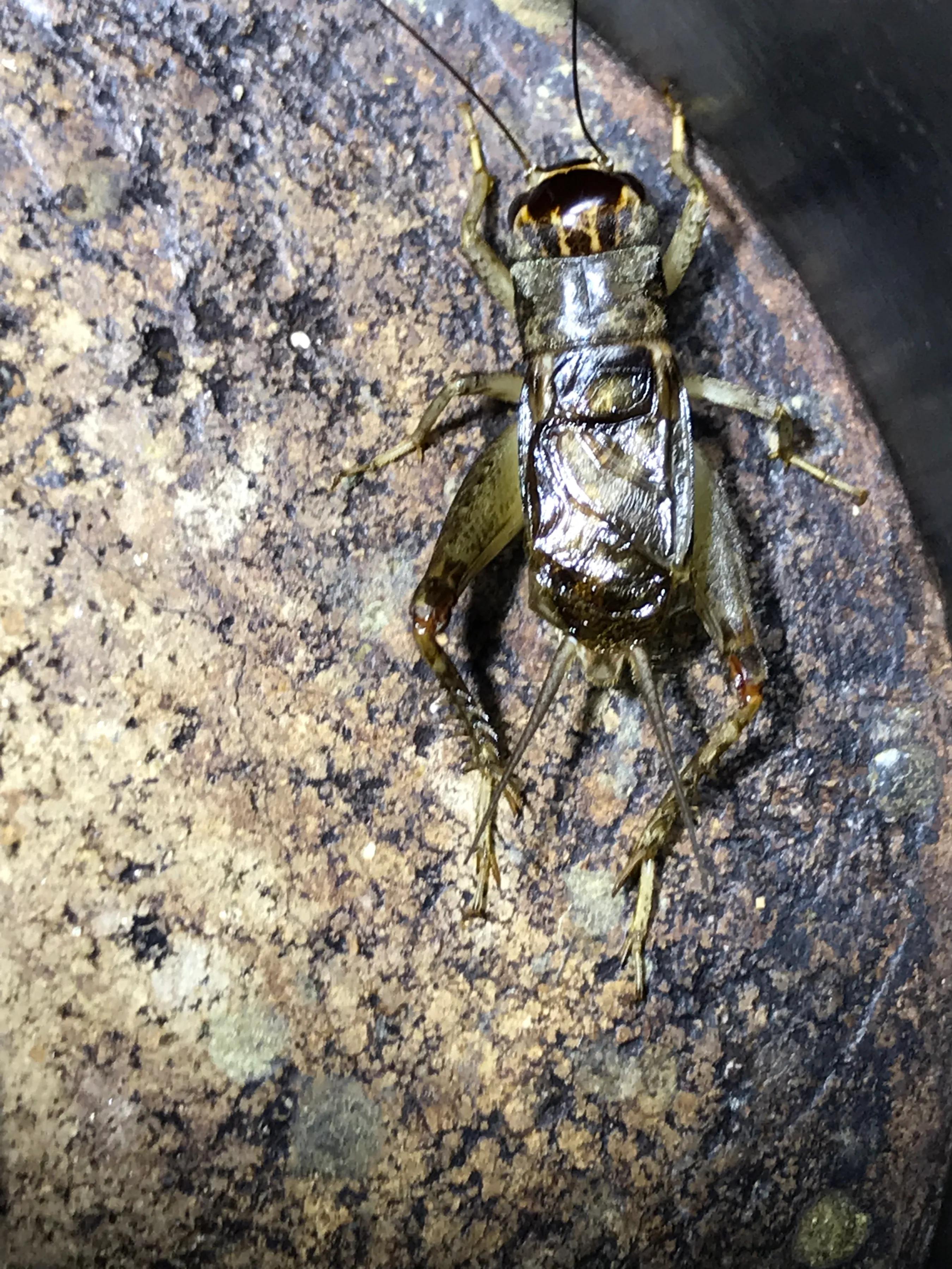 精彩四射的斗盆——2002年虫季回眸(7)