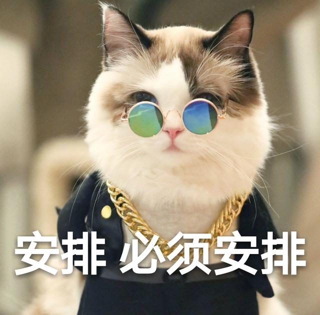 养猫推荐养什么,养猫首选这几种猫漂亮忠诚还好养