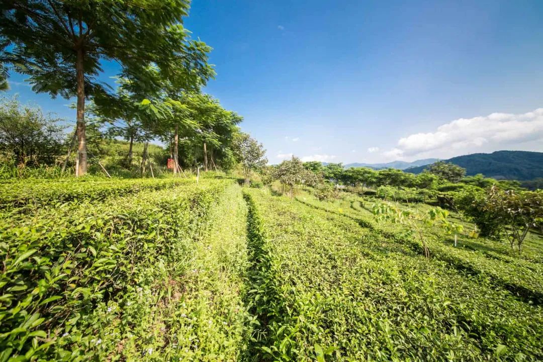 春茶的七大禁忌,四季春茶做什么茶比较好