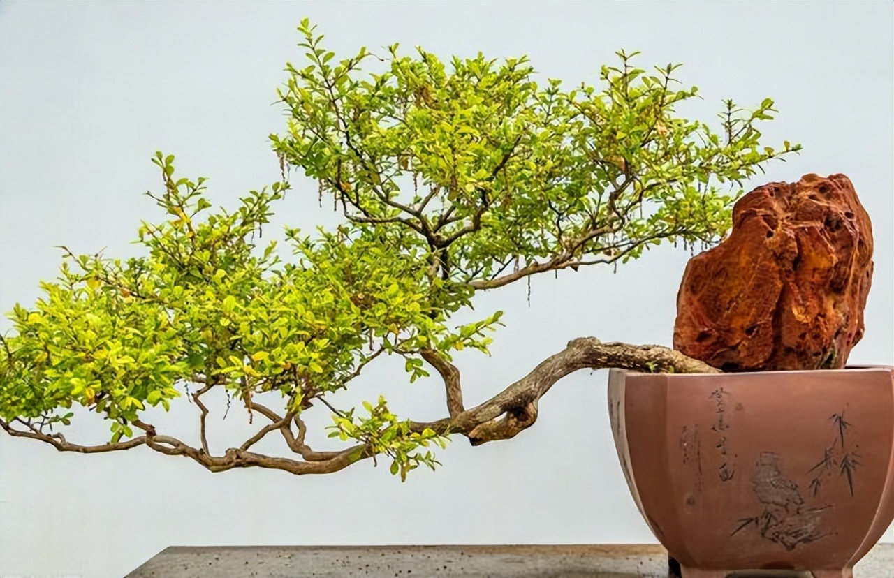 农村自建房庭院门前种什么果树好,东北地区庭院里门前适合种什么树