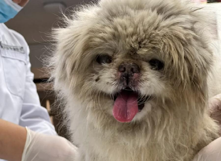 辽宁:连走路都走不稳的老京巴,十多年的陪伴,终究还是错付了