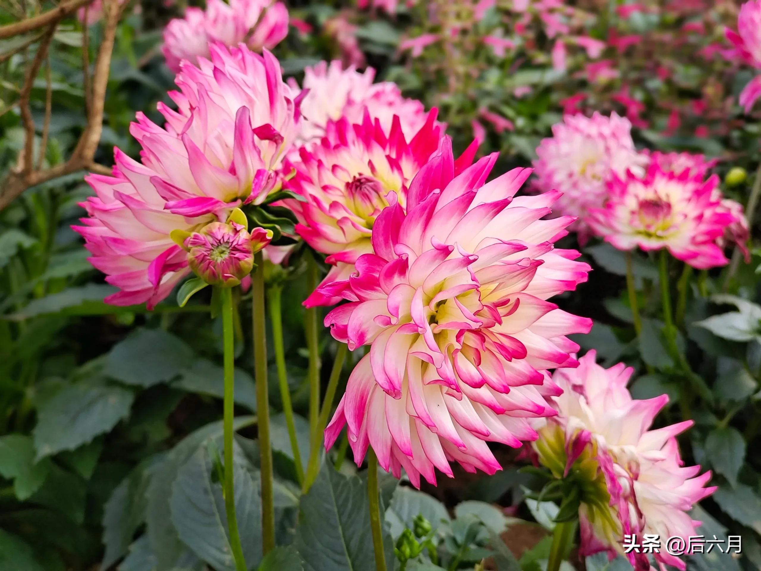 途游西海岸l无比方花园，杨家山里新添网红打卡地