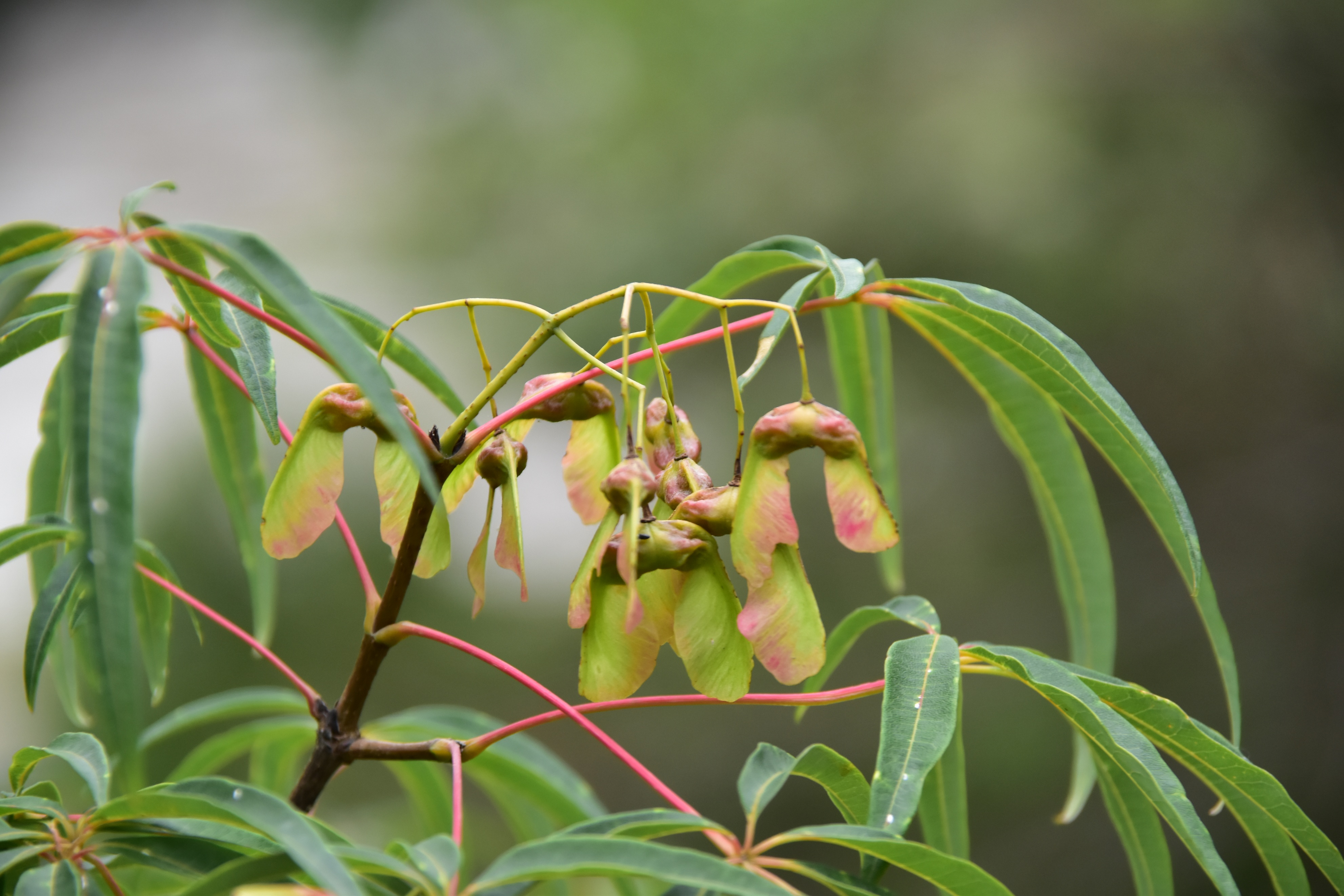 极危植物名单,五小叶槭是不是保护植物