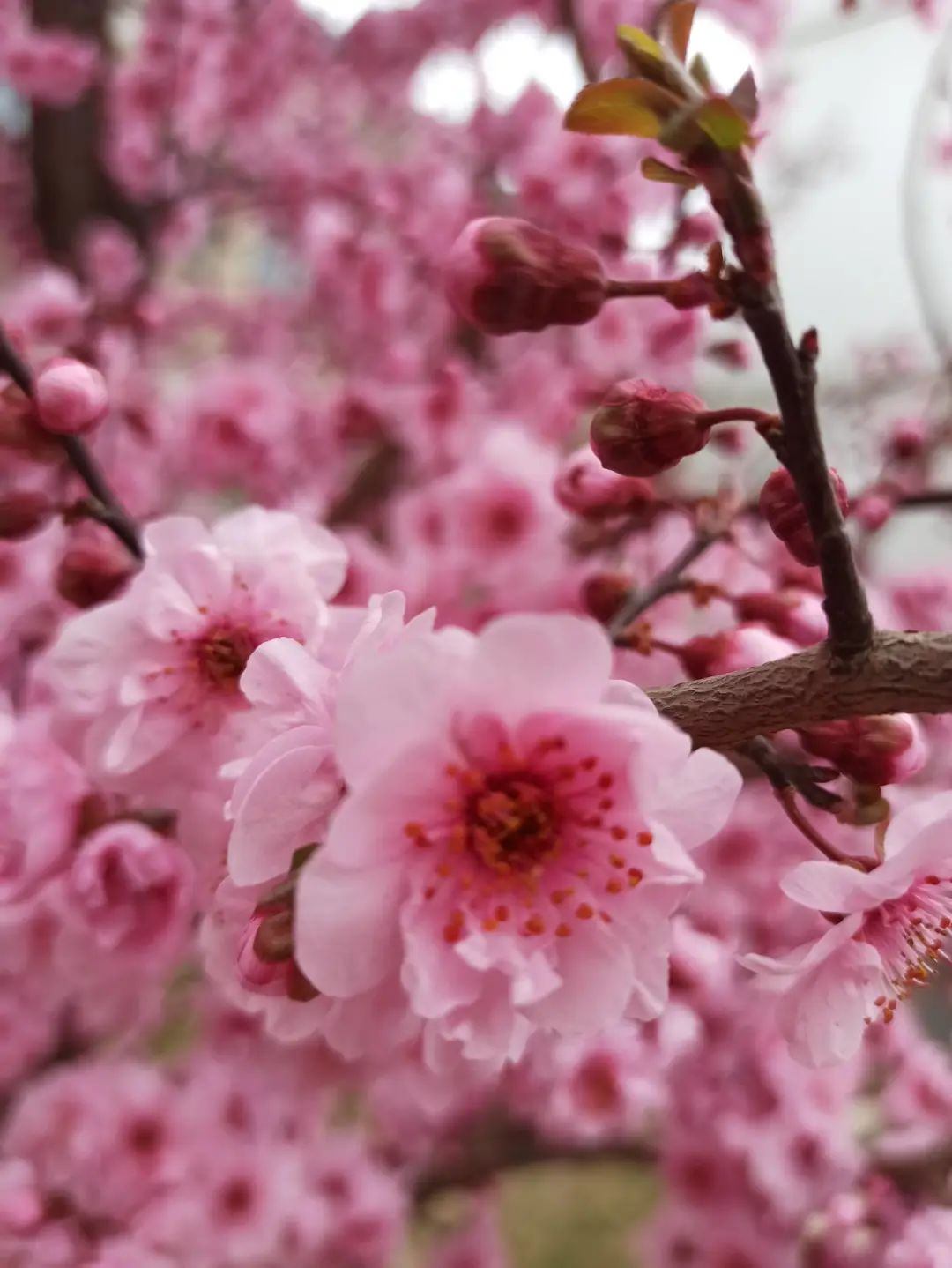 错过了一个秋天,错过了一个春秋
