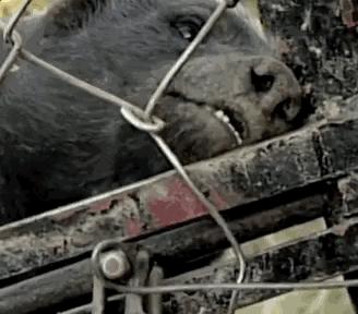 永不服输的蜜獾，曾经有一个保护区饲养了两只，后来怎么样了？