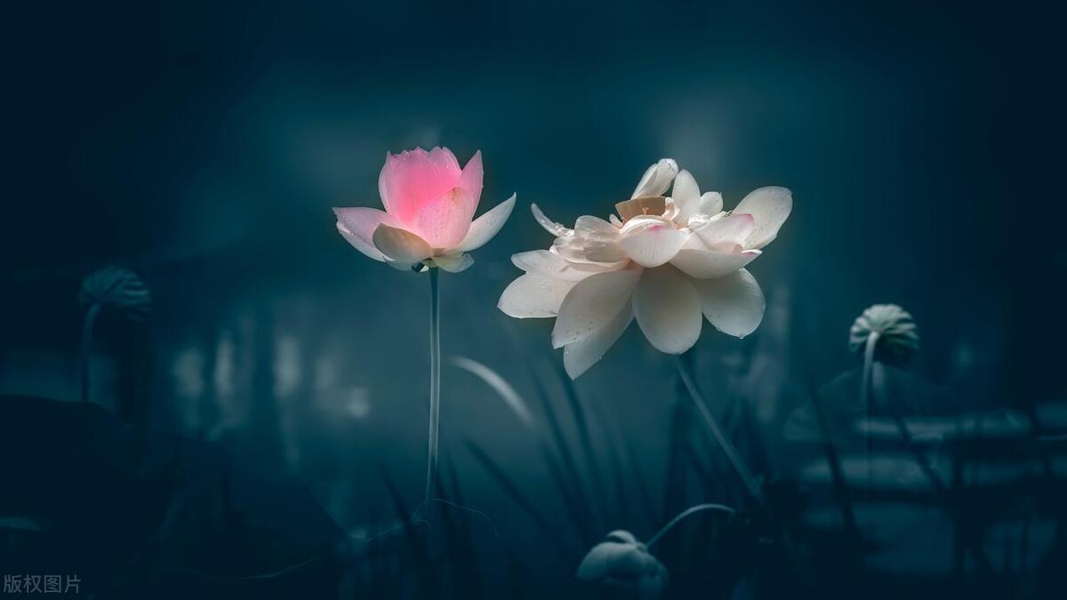 英子家白发记直播,英子91322