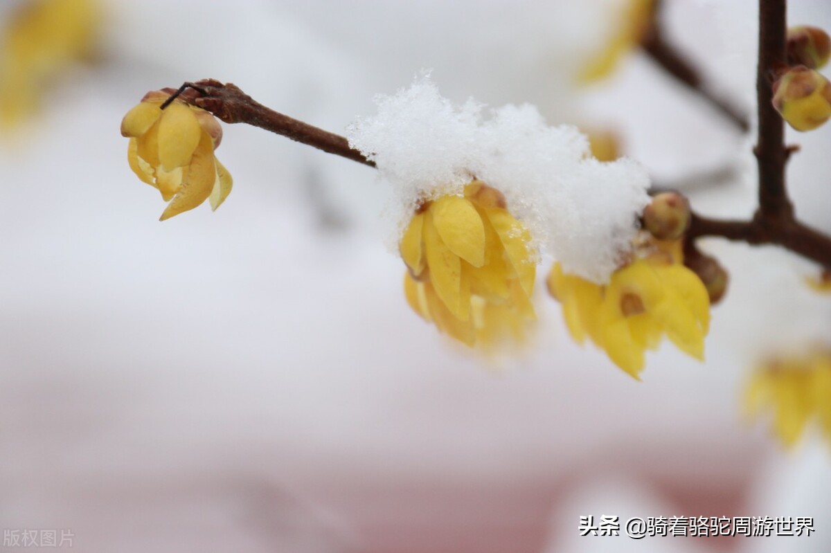 郑州中原区淮扬菜,郑州淮扬府菜品